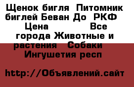 Щенок бигля. Питомник биглей Беван-До (РКФ) › Цена ­ 20 000 - Все города Животные и растения » Собаки   . Ингушетия респ.